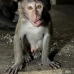 monkey_macaque_balinese_mf_ubud_v_0466_bal0468.jpg